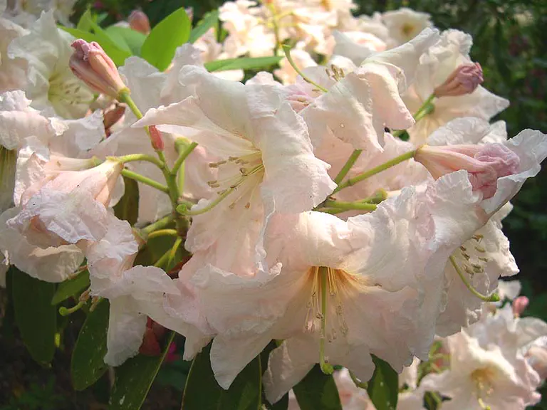 Photo of R. 'Sally Fuller', Rhododendron Hybrid
