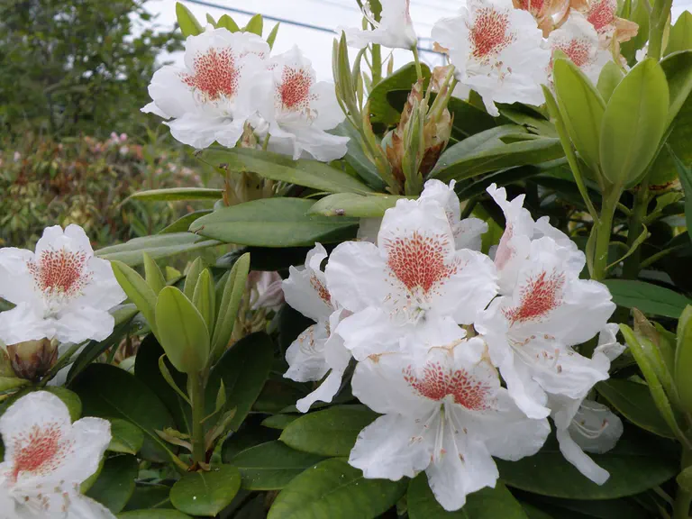 Photo of R. 'John T. Meagher', Rhododendron Hybrid
