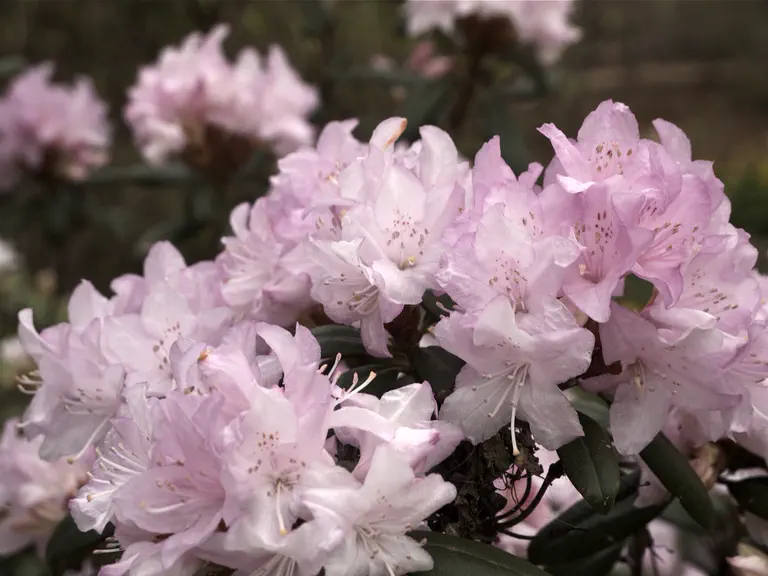 Photo of R. 'Pussyfoot', Rhododendron Hybrid
