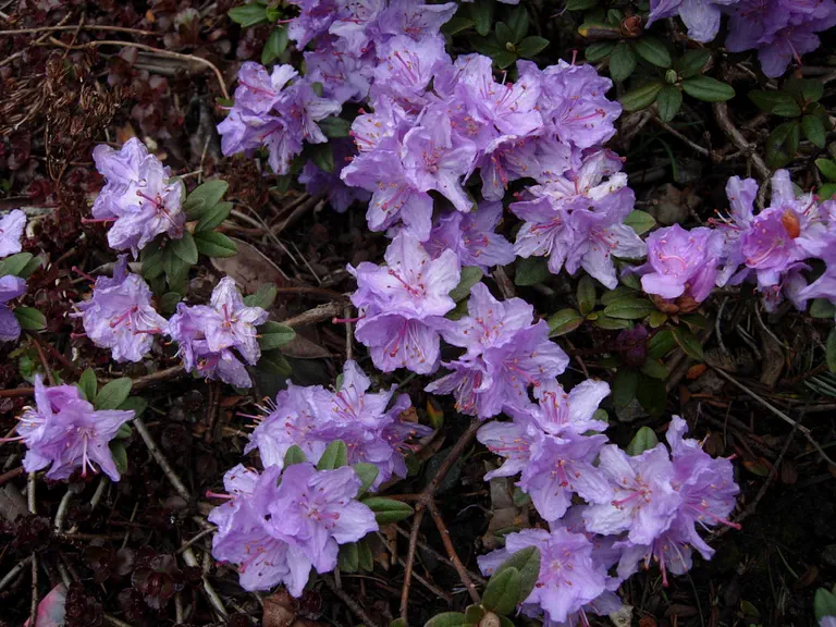 Photo of R. 'Sapphire', Rhododendron Hybrid