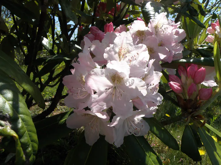 Photo of R. 'Sandra Hinton', Rhododendron Hybrid