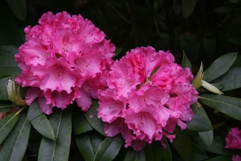 Photo of R. 'Leona Maud', Rhododendron Hybrid