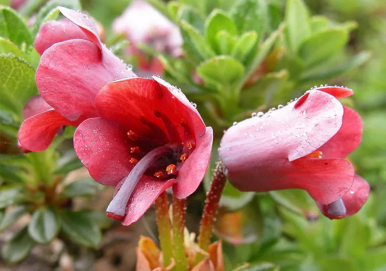 Photo of R. campylogynum 'Claret', Rhododendron Species Selection
