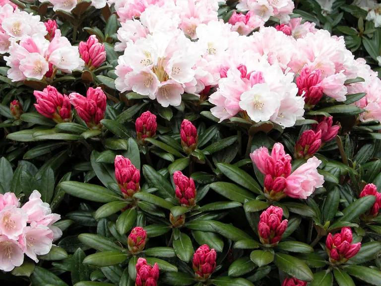 Photo of R. degronianum ssp yakushimanum 'Best Dane', Rhododendron Species Selection