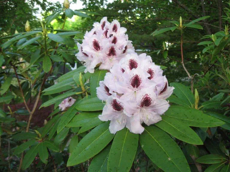Photo of R. 'Sapporo', Rhododendron Hybrid