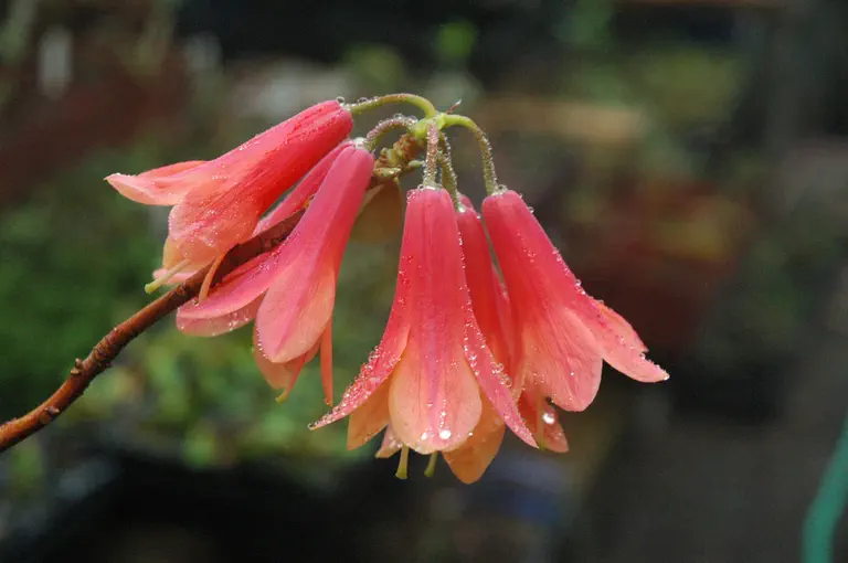 Photo of R. 'Lady Chamberlain Group', Rhododendron Cultivar group