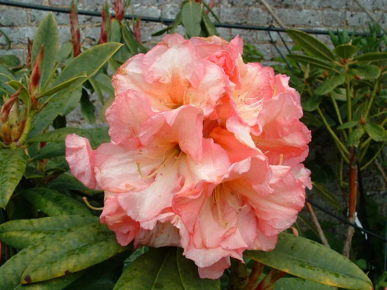Photo of R. 'Abigail', Rhododendron Hybrid