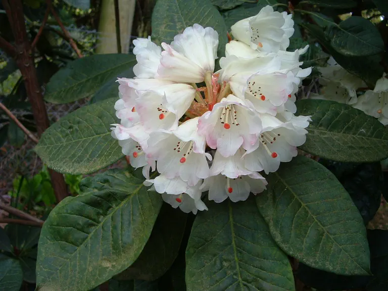 Photo of R. 'Ambrose Bristow', Rhododendron Hybrid