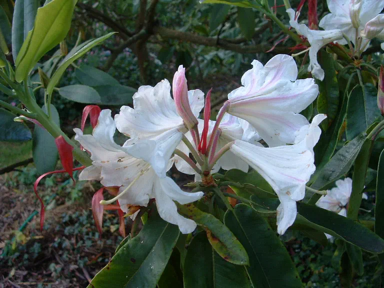 Photo of R. 'Argosy Group', Rhododendron Cultivar group