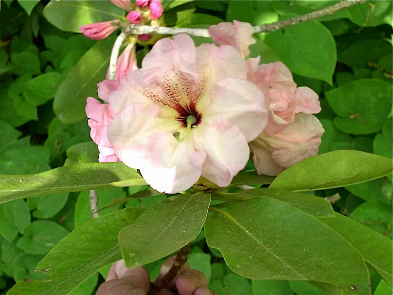 Photo of R. 'Doctor John', Rhododendron Hybrid