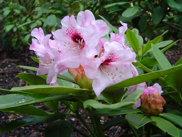 Photo of R. 'Sarastro', Rhododendron Hybrid
