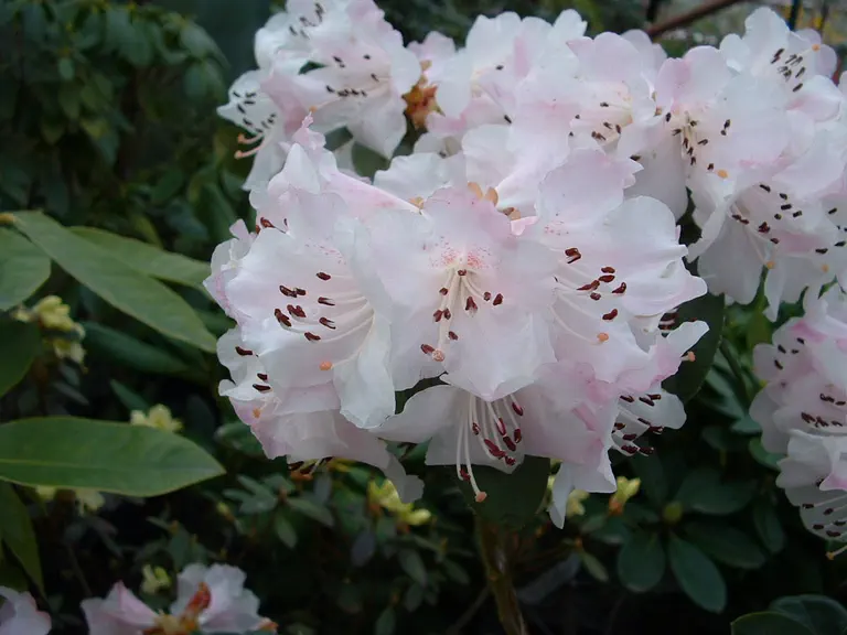 Photo of R. 'Cilpinense Group', Rhododendron Cultivar group