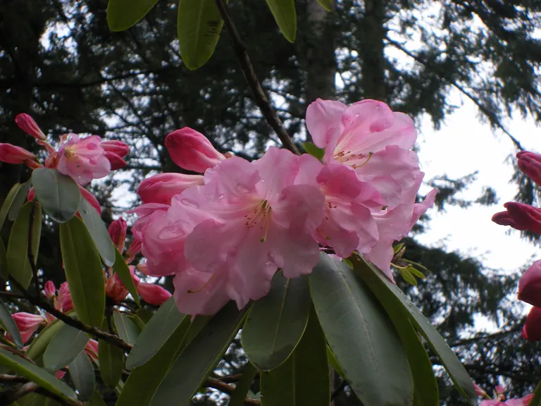 Photo of R. 'Sarita Loder', Rhododendron Hybrid