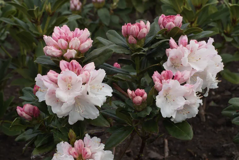 Photo of R. 'Blanka', Rhododendron Hybrid