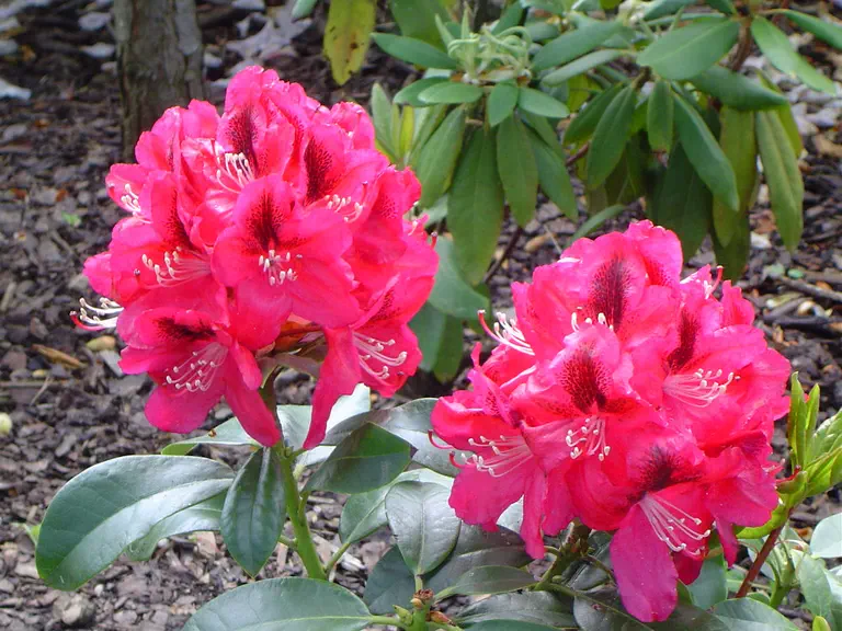 Photo of R. 'Sarasate', Rhododendron Hybrid