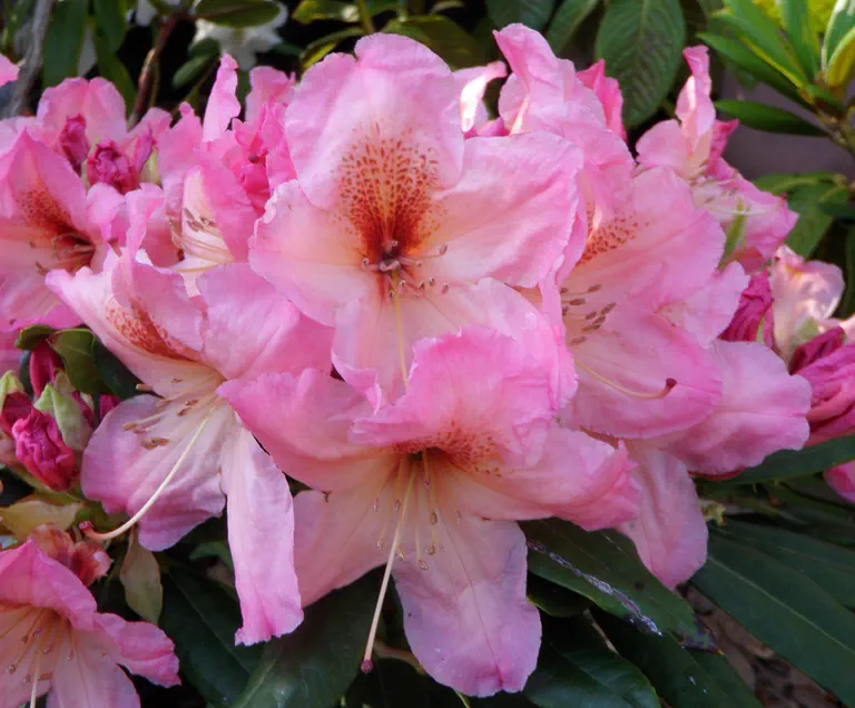 Photo of R. 'Satsop Sunrise', Rhododendron Hybrid