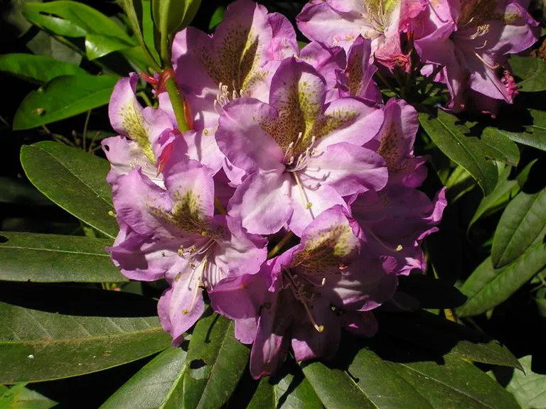 Photo of R. 'Traci Suzanne', Rhododendron Hybrid