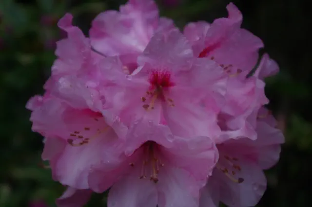 Photo of R. 'Madrid', Rhododendron Hybrid