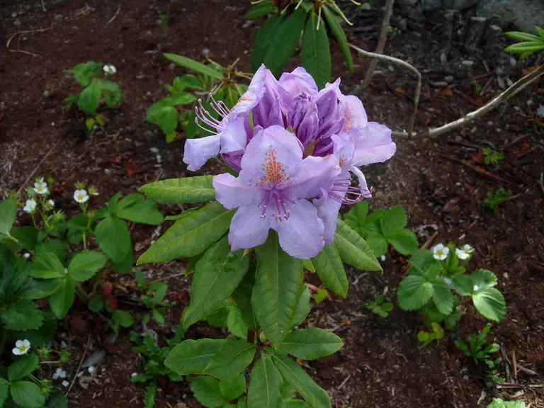 Photo of R. 'Blue and Gold', Rhododendron Hybrid