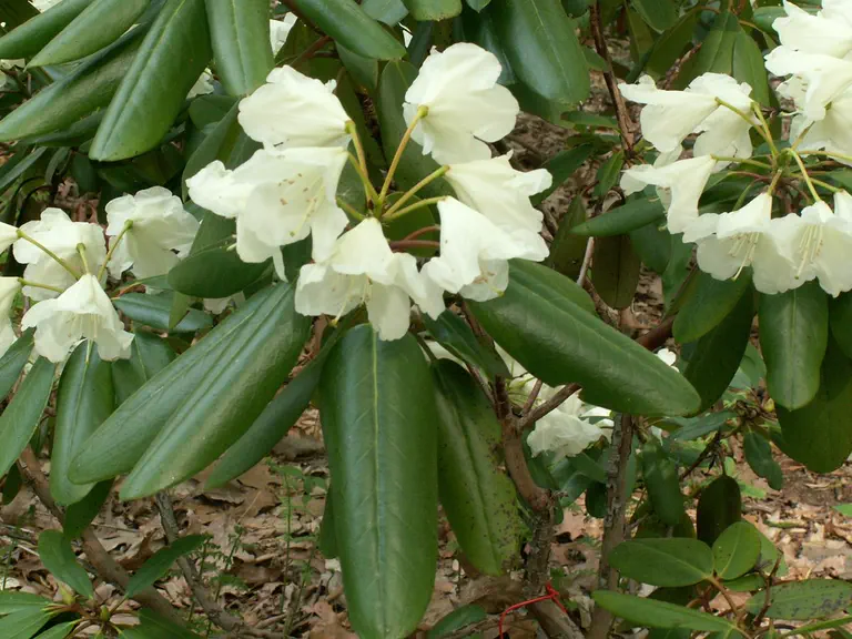 Photo of R. 'Break Fast', Rhododendron Hybrid
