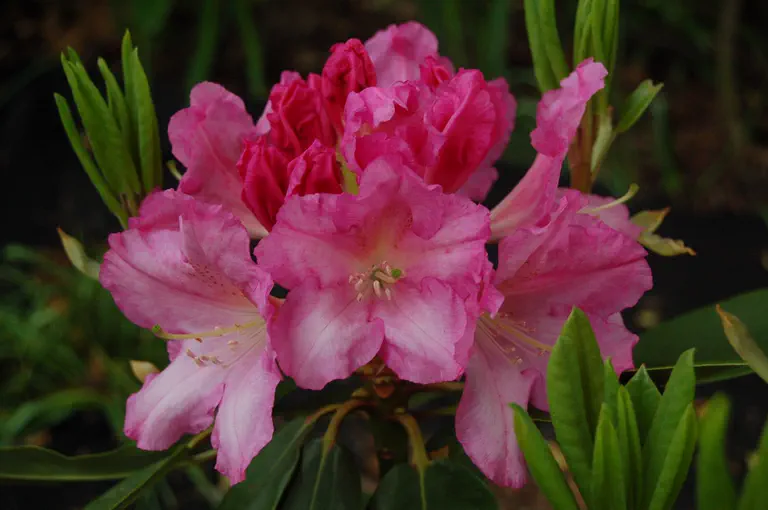 Photo of R. 'Bravo!', Rhododendron Hybrid