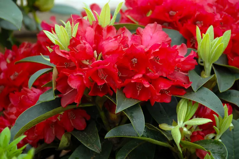 Photo of R. 'Brisanz', Rhododendron Hybrid