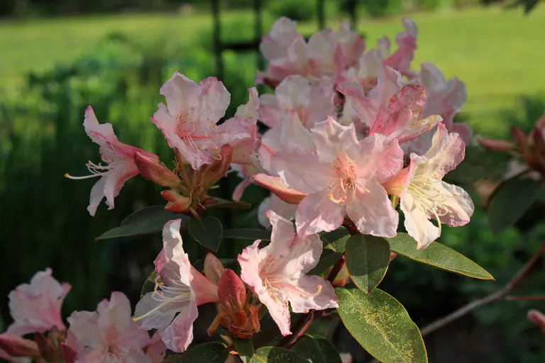 Photo of R. 'Brittany', Rhododendron Hybrid