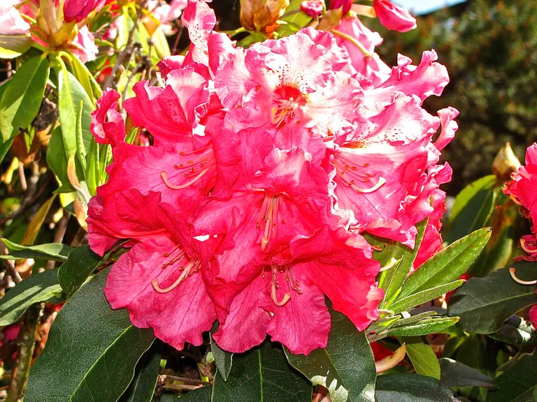 Photo of R. 'Brittenhill', Rhododendron Hybrid