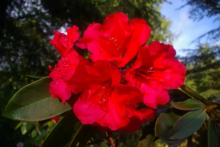 Photo of R. 'Brittenhill Bugle', Rhododendron Hybrid