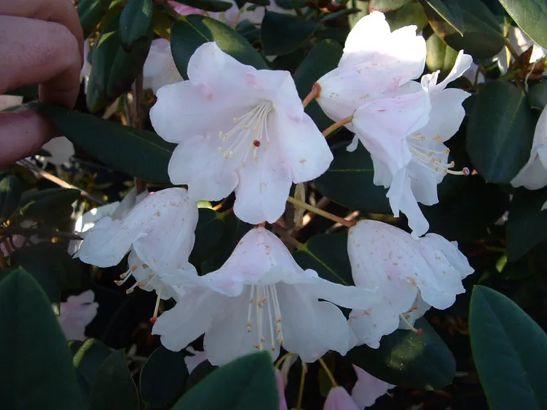Photo of R. 'Brocade Group', Rhododendron Cultivar group