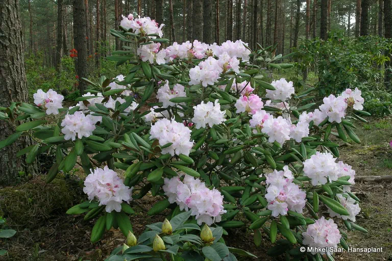 Photo of R. 'Schlaraffia', Rhododendron Hybrid