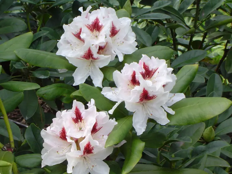 Photo of R. 'Schneeauge', Rhododendron Hybrid
