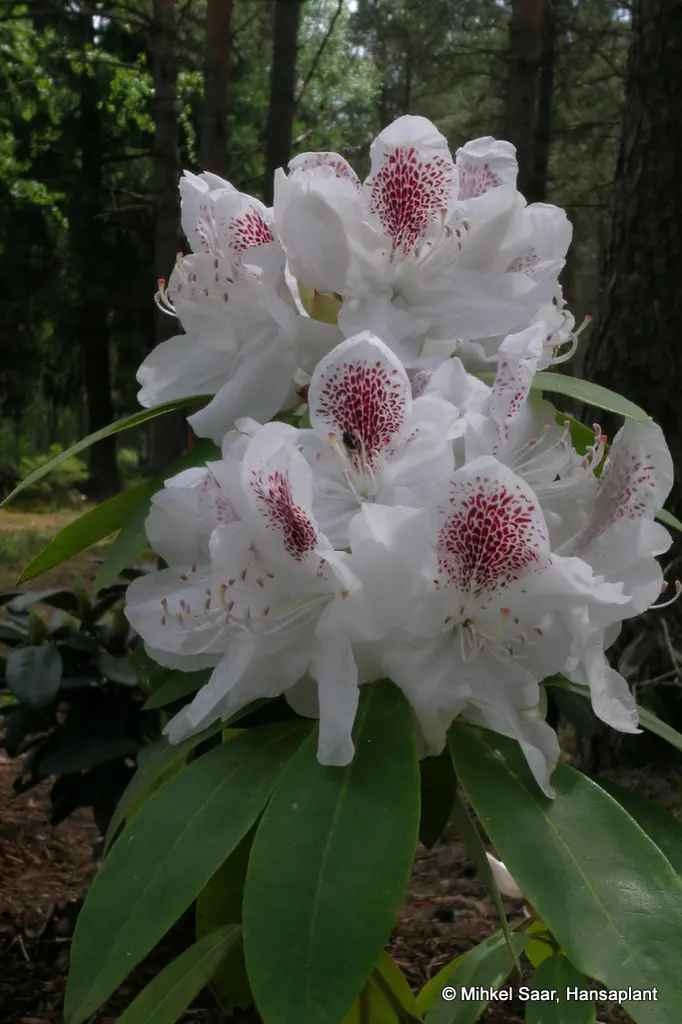 Photo of R. 'Schneebukett', Rhododendron Hybrid