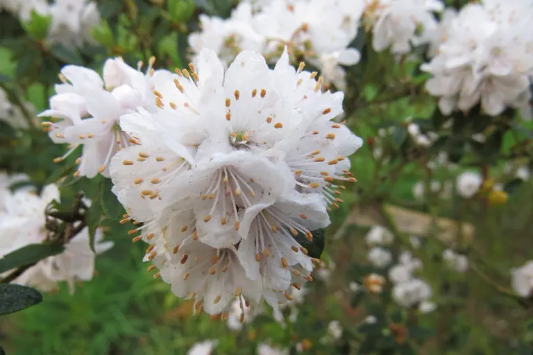Photo of R. trichostomum 'Schneeflöckchen', Rhododendron Species Selection