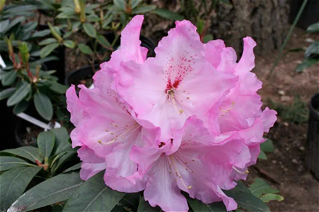 Photo of R. 'Satin Memories', Rhododendron Hybrid