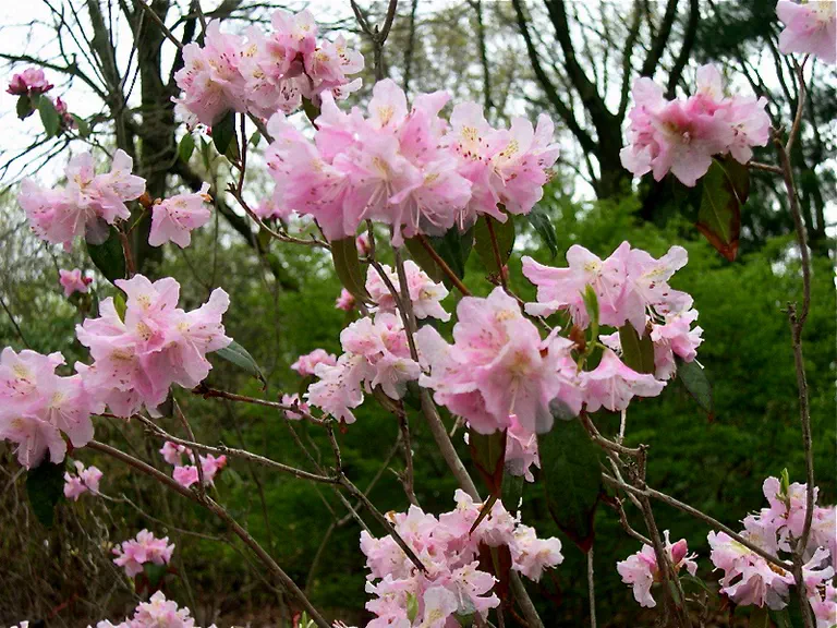 Photo of R. 'Vallya', Rhododendron Hybrid