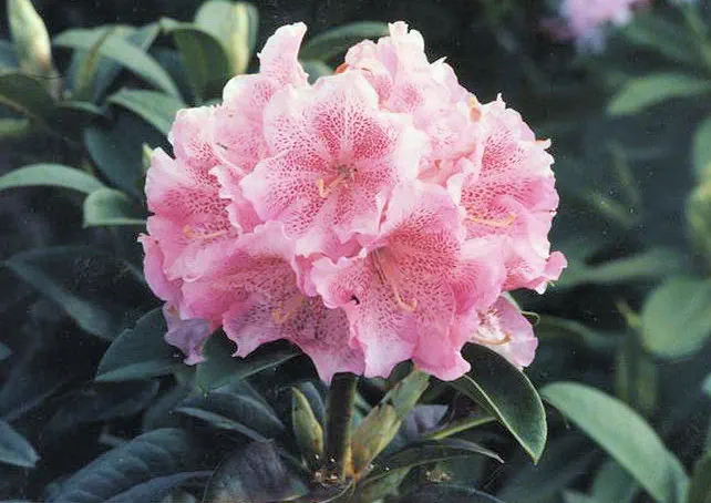Photo of R. 'Vancouver USA', Rhododendron Hybrid