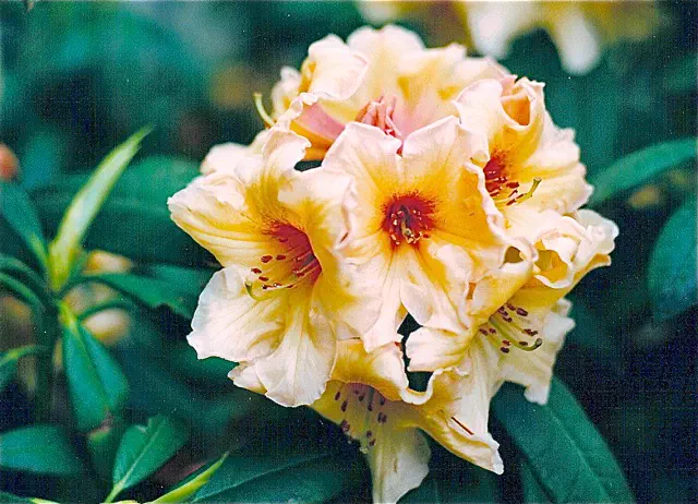 Photo of R. 'Sedona', Rhododendron Hybrid