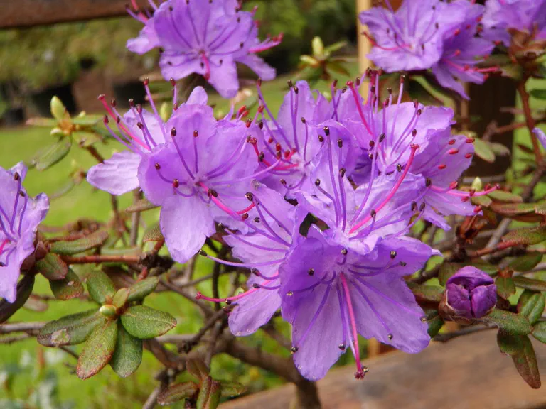 Photo of R. 'Passionate Purple', Rhododendron Hybrid
