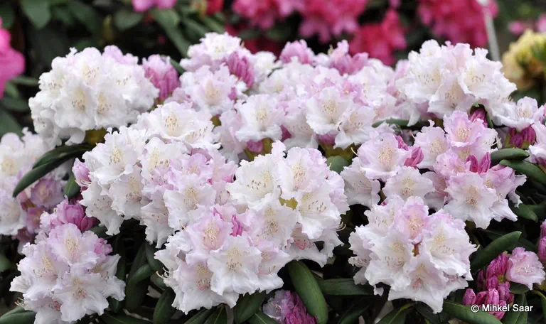 Photo of R. 'Schneewolke', Rhododendron Hybrid
