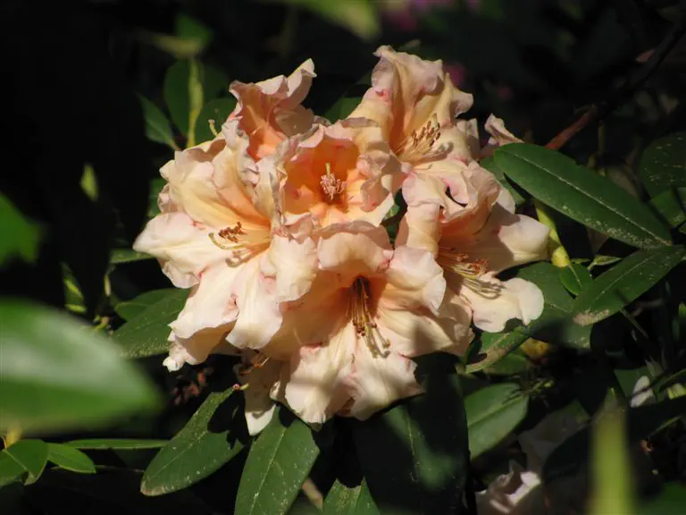 Photo of R. 'Apricot Sherbet', Rhododendron Hybrid