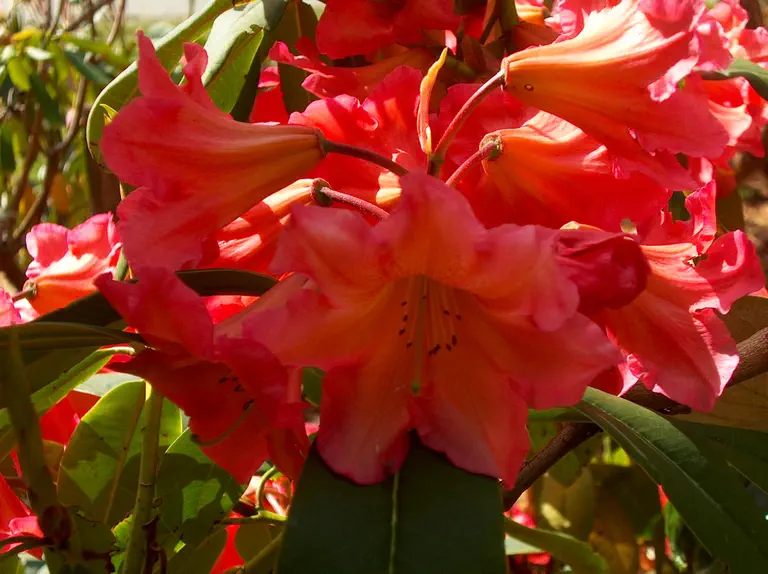Photo of R. 'Hearthfire', Rhododendron Hybrid