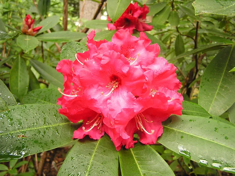 Photo of R. 'Heart's Delight', Rhododendron Hybrid