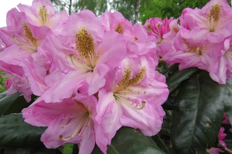 Photo of R. 'Scintillation', Rhododendron Hybrid