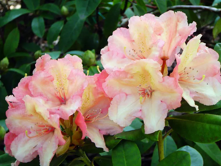 Photo of R. 'Hachmann's Rimini', Rhododendron Hybrid