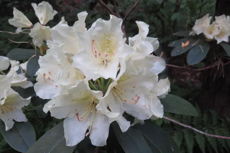 Photo of R. 'Nippon', Rhododendron Hybrid