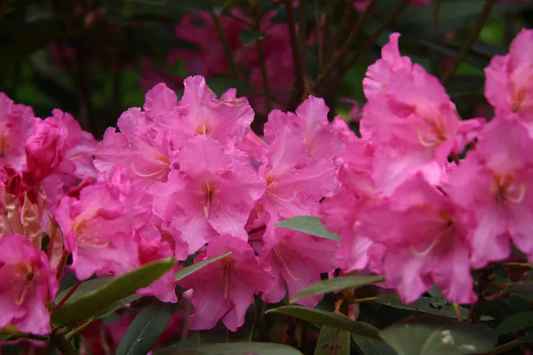 Photo of R. 'Leah Yates', Rhododendron Hybrid