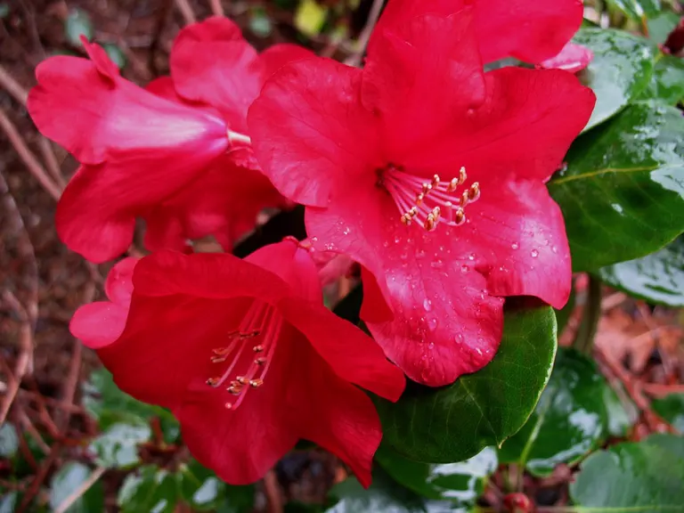 Photo of R. 'Sea-Tac', Rhododendron Hybrid