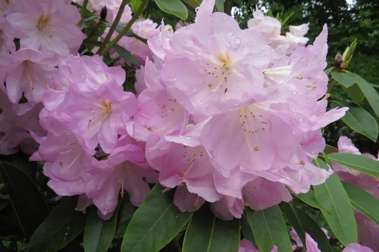 Photo of R. 'Lavender Girl', Rhododendron Hybrid