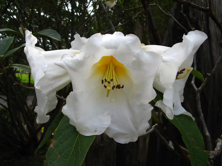 Photo of R. 'Southern Cloud', Rhododendron Hybrid